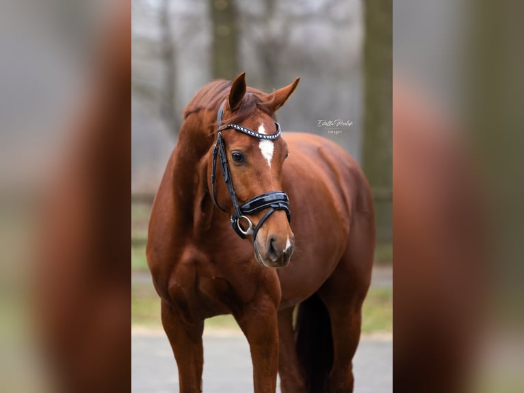 KWPN Stute 4 Jahre 163 cm Fuchs in Vorden