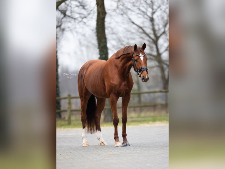 KWPN Stute 4 Jahre 163 cm Fuchs in Vorden
