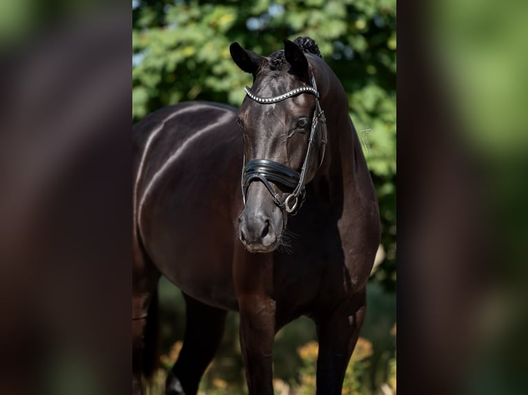 KWPN Stute 4 Jahre 163 cm Rappe in peer