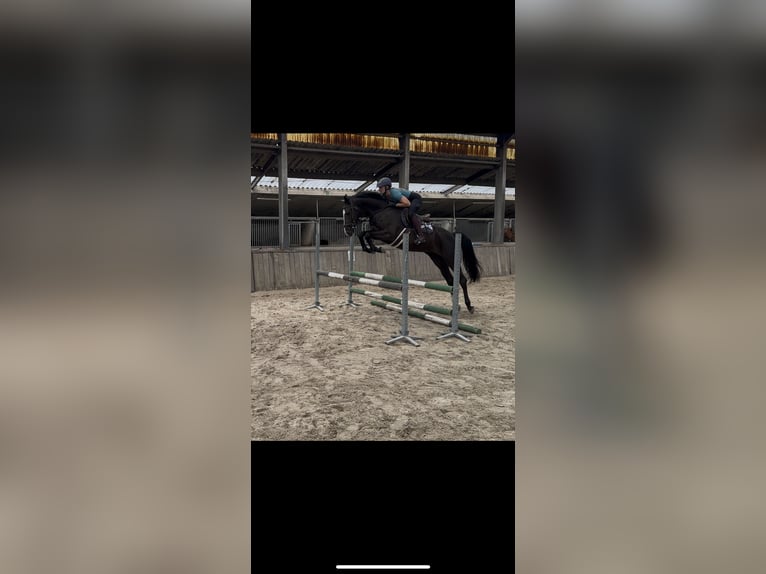 KWPN Stute 4 Jahre 163 cm Rappe in Ospel