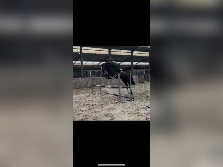 KWPN Stute 4 Jahre 163 cm Rappe in Ospel