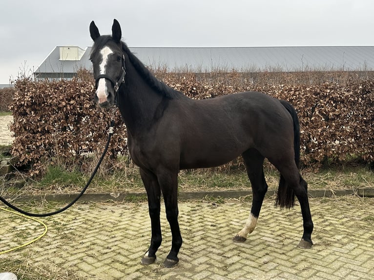 KWPN Stute 4 Jahre 163 cm Rappe in Ospel
