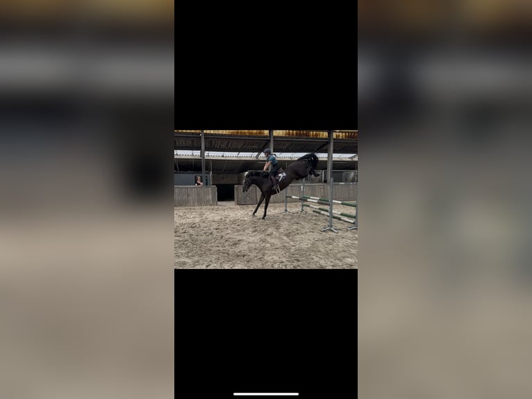 KWPN Stute 4 Jahre 163 cm Rappe in Ospel