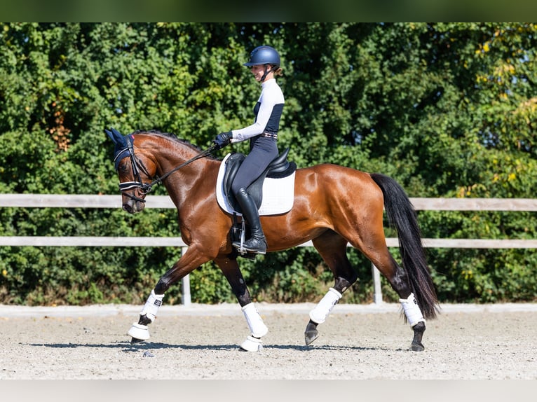 KWPN Stute 4 Jahre 163 cm Rotbrauner in Hardinxveld-Giessendam
