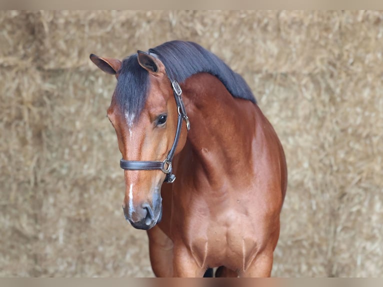 KWPN Stute 4 Jahre 164 cm Brauner in Moergestel