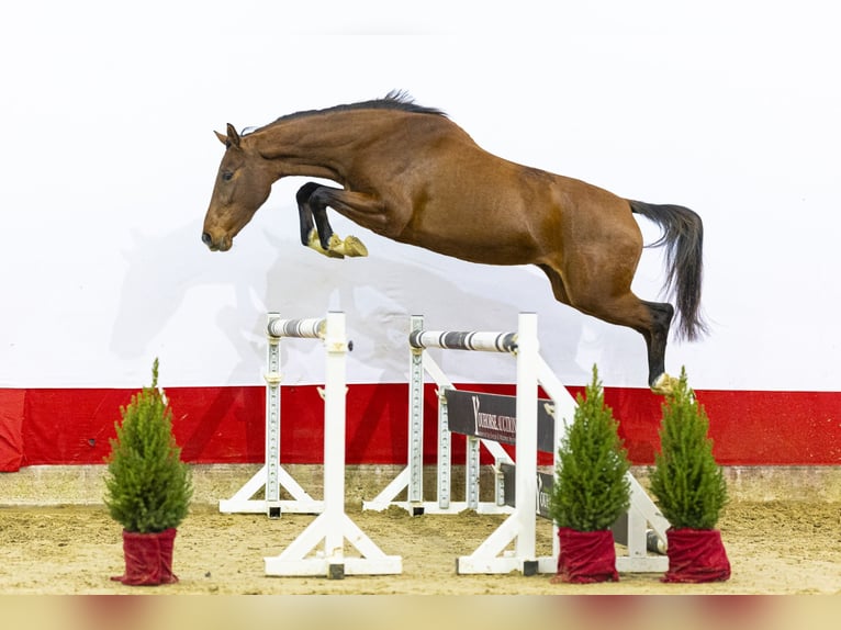 KWPN Stute 4 Jahre 164 cm Brauner in Waddinxveen
