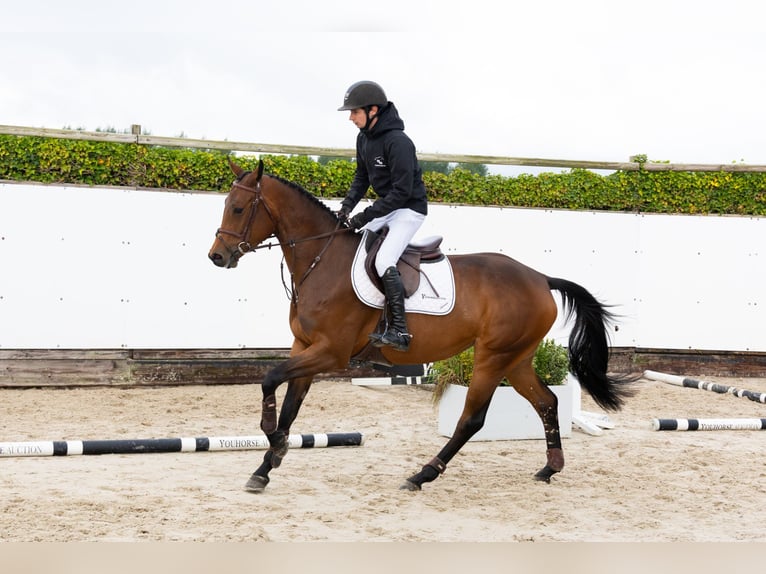 KWPN Stute 4 Jahre 164 cm Brauner in Waddinxveen KWPN Stute 4 Jahre 164 cm Brauner in Waddinxveen