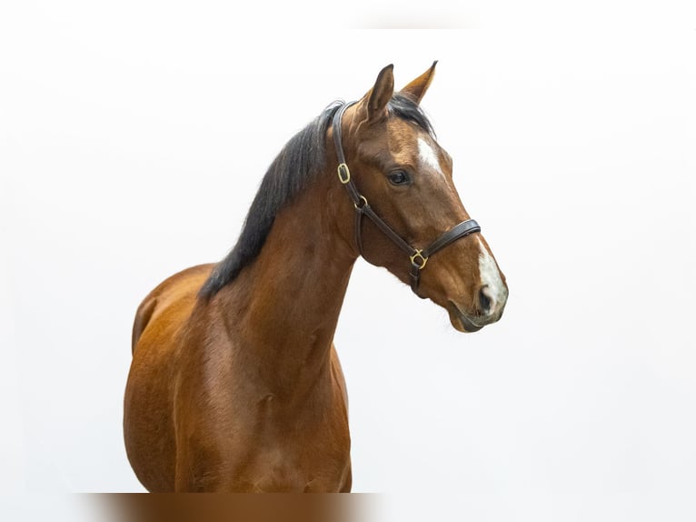KWPN Stute 4 Jahre 164 cm Brauner in Waddinxveen