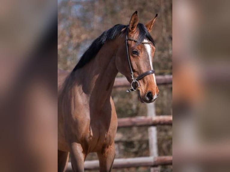 KWPN Stute 4 Jahre 164 cm Dunkelbrauner in Bladel