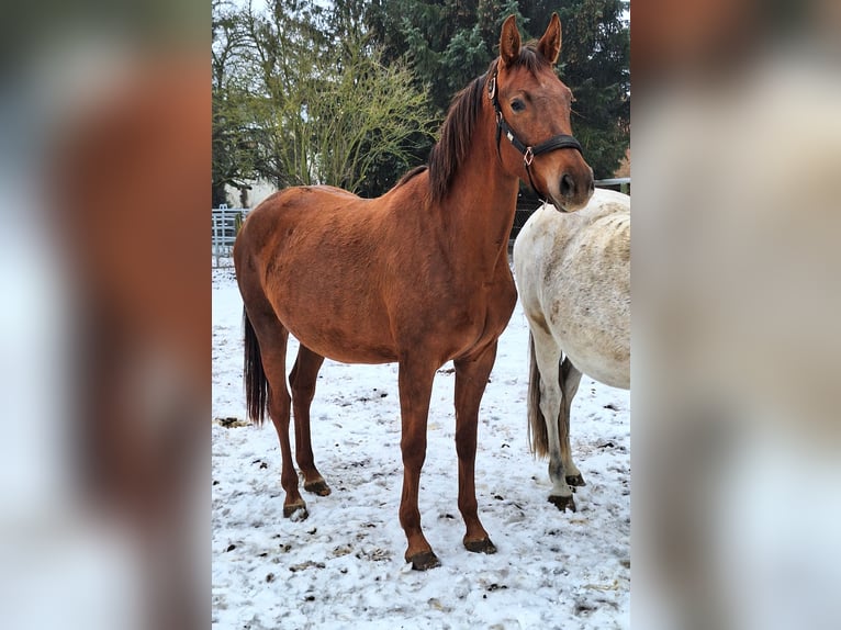 KWPN Stute 4 Jahre 164 cm Fuchs in Hillersleben