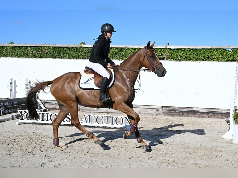 KWPN Stute 4 Jahre 164 cm Hellbrauner in Waddinxveen