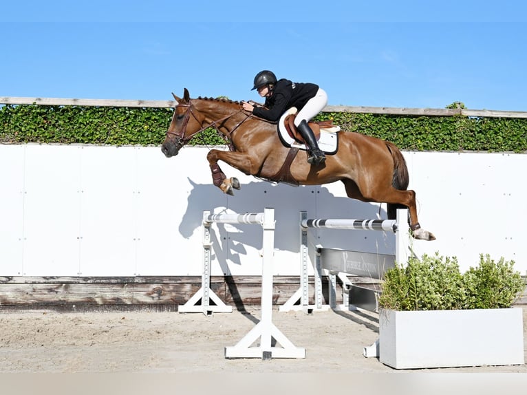 KWPN Stute 4 Jahre 164 cm Hellbrauner in Waddinxveen