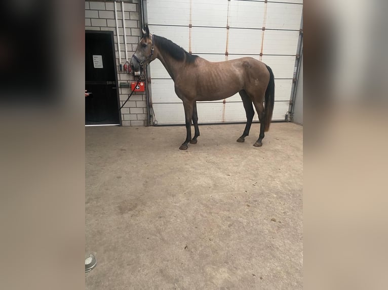 KWPN Stute 4 Jahre 165 cm Blauschimmel in Uden