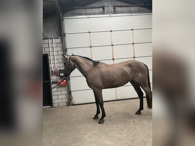 KWPN Stute 4 Jahre 165 cm Blauschimmel in Uden