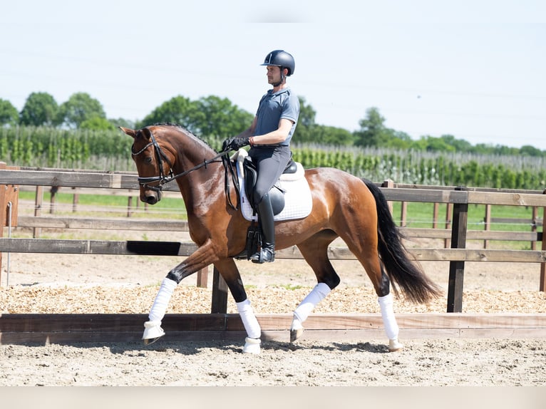 KWPN Stute 4 Jahre 165 cm Brauner in Lunteren