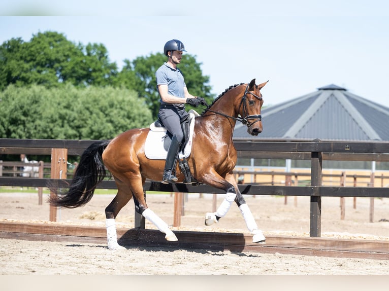 KWPN Stute 4 Jahre 165 cm Brauner in Lunteren