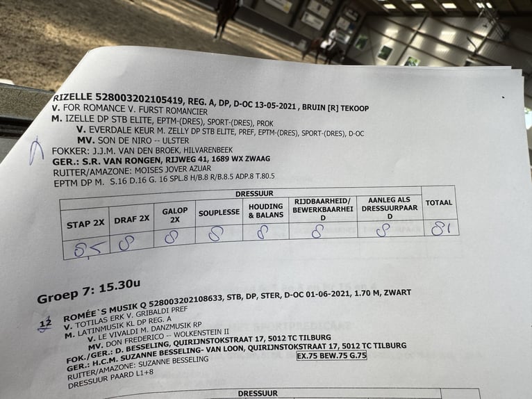 KWPN Stute 4 Jahre 165 cm Brauner in Lunteren