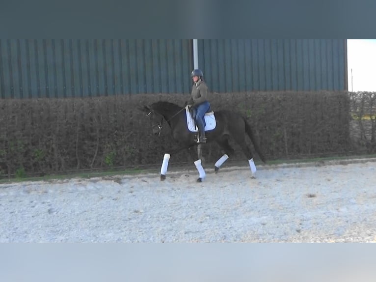 KWPN Stute 4 Jahre 165 cm Dunkelbrauner in Mönchengladbach