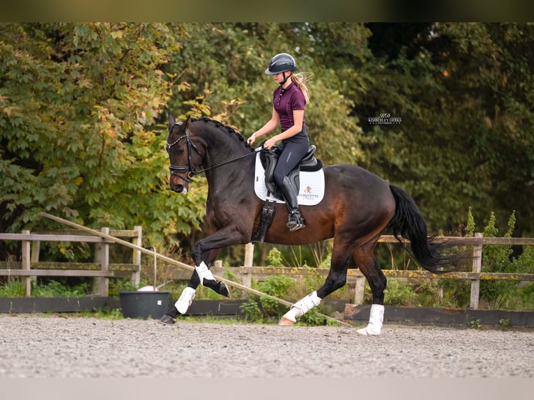 KWPN Stute 4 Jahre 165 cm Dunkelbrauner in Heemskerk