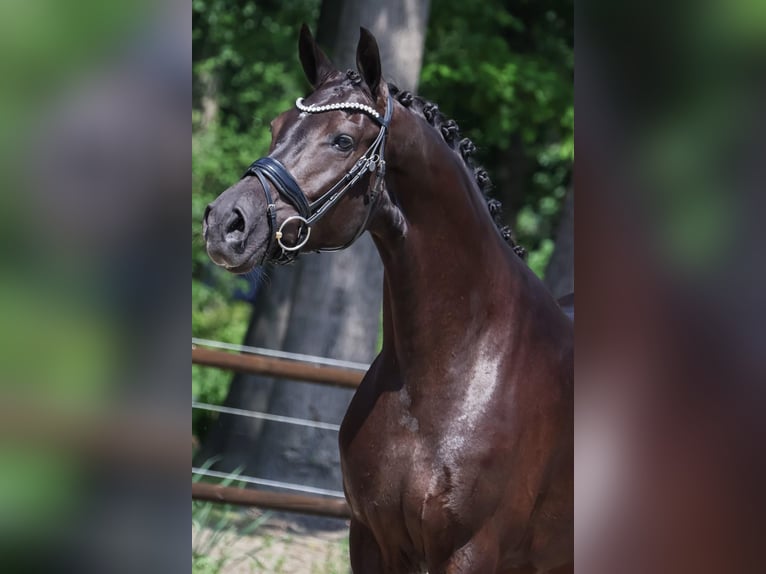 KWPN Stute 4 Jahre 165 cm Rappe in Loon op Zand