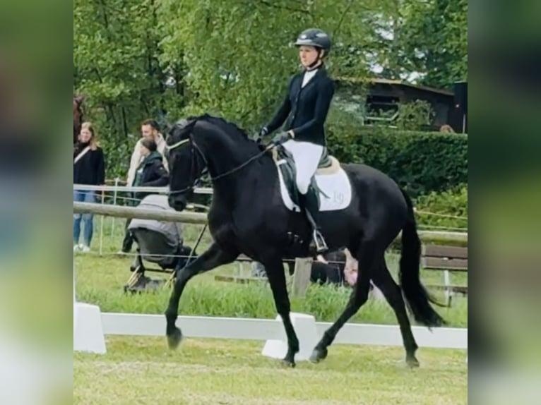 KWPN Stute 4 Jahre 165 cm Rappe in Sottrum