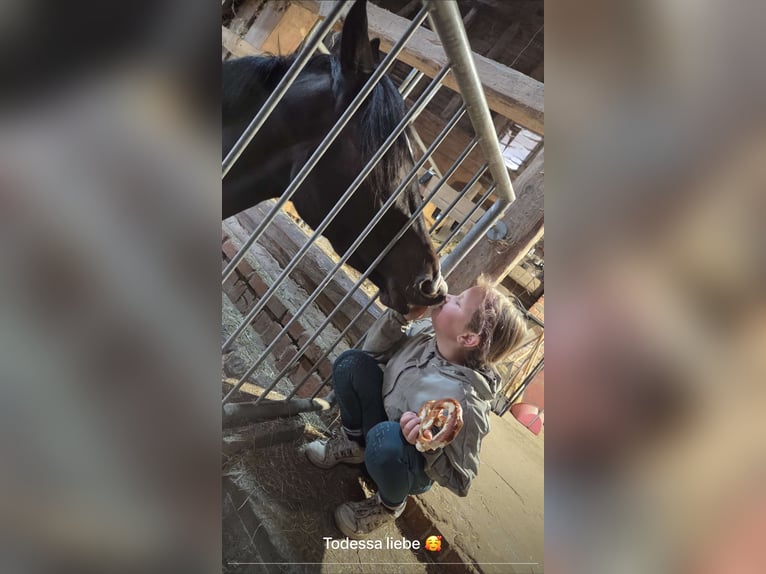 KWPN Stute 4 Jahre 166 cm Brauner in Grebenhain