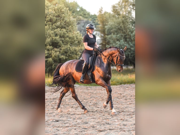 KWPN Stute 4 Jahre 166 cm Brauner in Zuienkerke