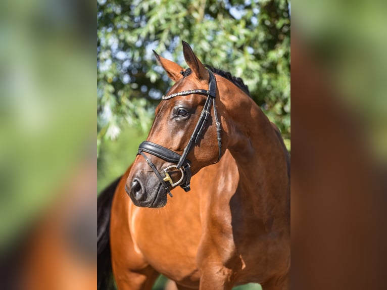 KWPN Stute 4 Jahre 166 cm Brauner in Zuienkerke
