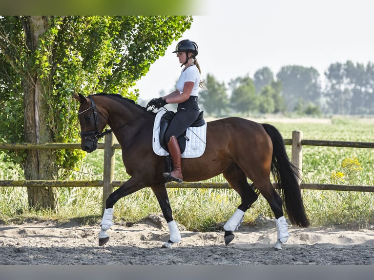 KWPN Stute 4 Jahre 166 cm Brauner in Zuienkerke