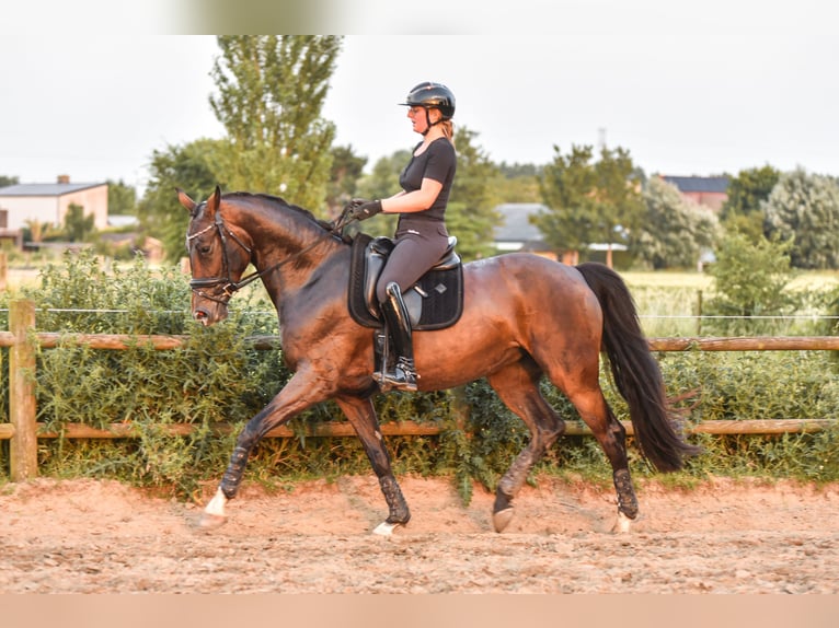 KWPN Stute 4 Jahre 166 cm Brauner in Zuienkerke
