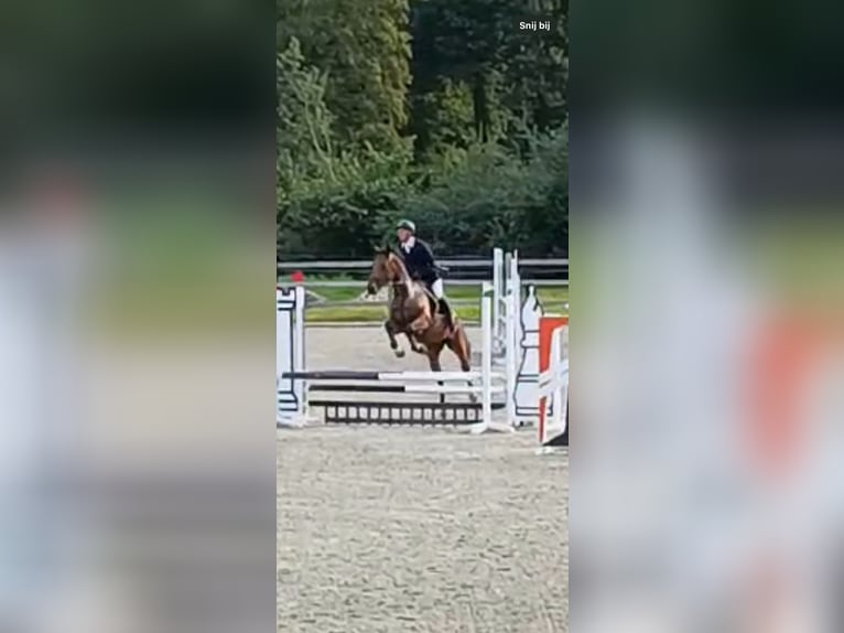 KWPN Stute 4 Jahre 166 cm Brauner in Uden