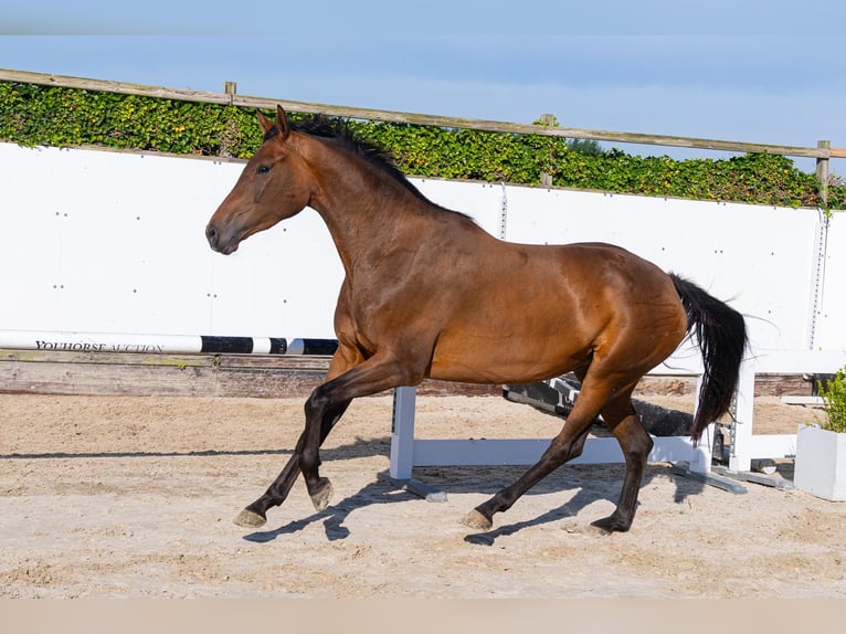 KWPN Stute 4 Jahre 166 cm Brauner in Waddinxveen