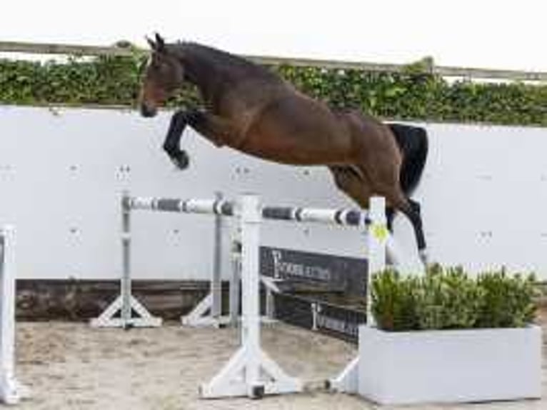 KWPN Stute 4 Jahre 166 cm Brauner in Waddinxveen