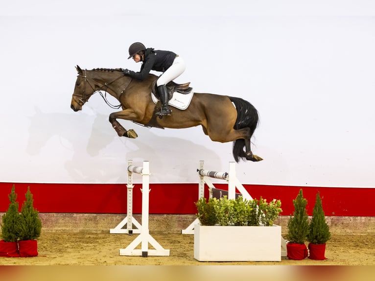 KWPN Stute 4 Jahre 166 cm Brauner in Waddinxveen