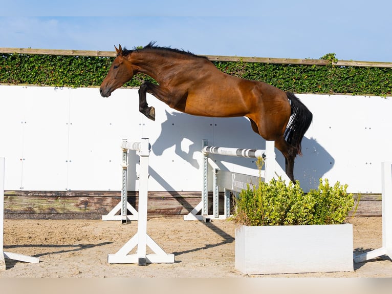 KWPN Stute 4 Jahre 166 cm Brauner in Waddinxveen