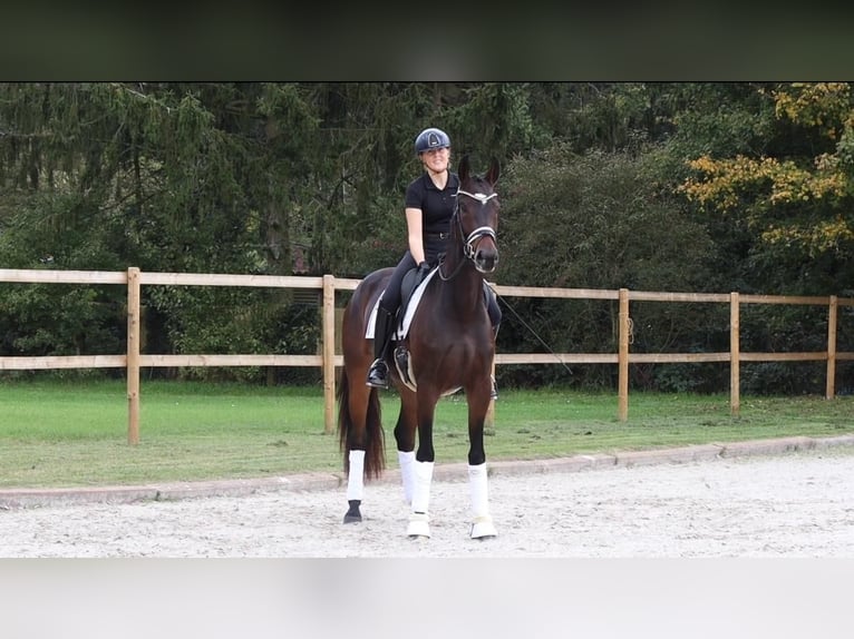 KWPN Stute 4 Jahre 166 cm Dunkelbrauner in Hanau KWPN Stute 4 Jahre 166 cm Dunkelbrauner in Hanau