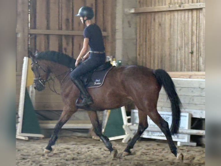 KWPN Stute 4 Jahre 166 cm Dunkelbrauner in Hainsfarth