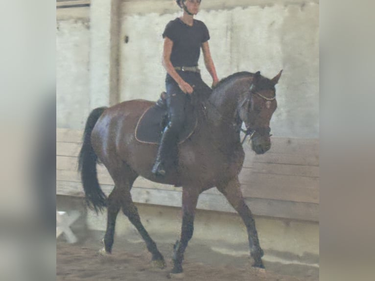 KWPN Stute 4 Jahre 166 cm Dunkelbrauner in Hainsfarth