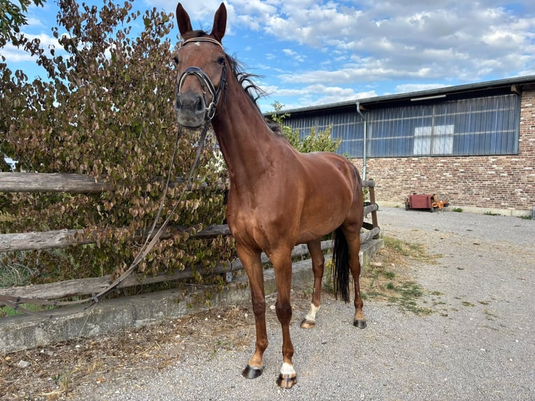 KWPN Stute 4 Jahre 166 cm Dunkelfuchs in Grevenbroich