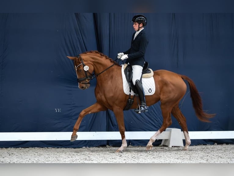 KWPN Stute 4 Jahre 166 cm Fuchs in Balen