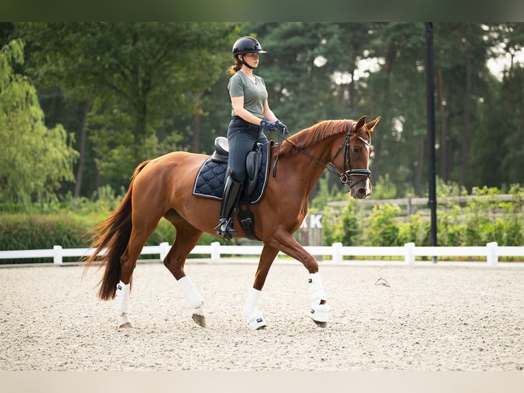 KWPN Stute 4 Jahre 166 cm Fuchs in Balen