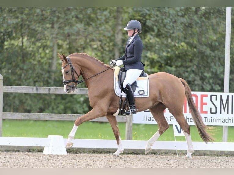 KWPN Stute 4 Jahre 166 cm Fuchs in de Lutte