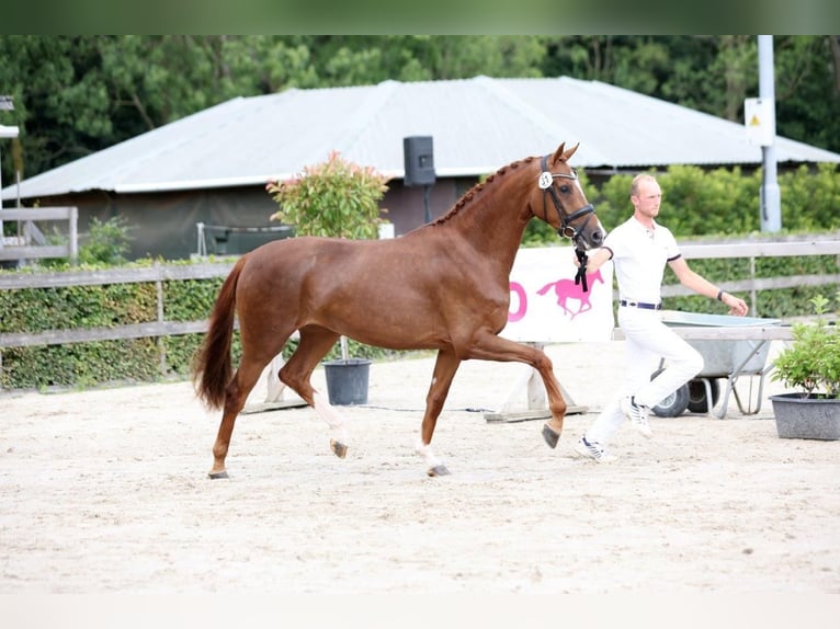 KWPN Stute 4 Jahre 166 cm Fuchs in Xanten