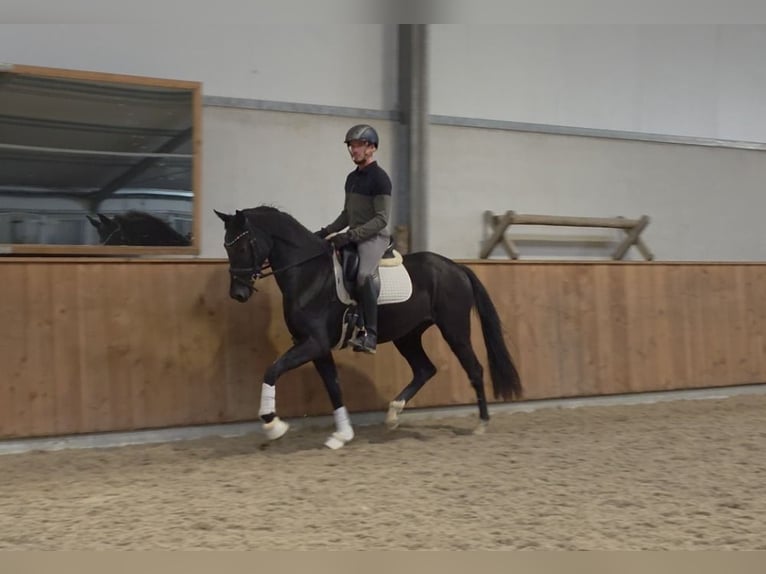 KWPN Stute 4 Jahre 166 cm Rappe in Groot-Ammers