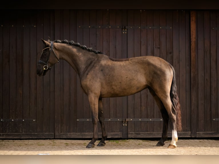 KWPN Stute 4 Jahre 166 cm Rappe in Kicin