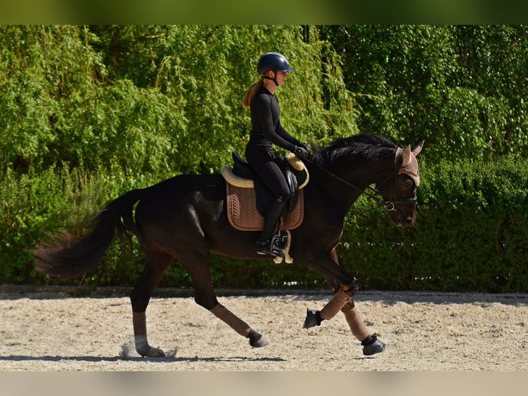 KWPN Stute 4 Jahre 166 cm Rappe in Kicin