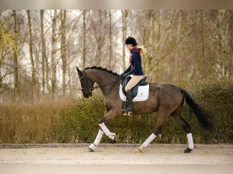 KWPN Stute 4 Jahre 166 cm Rappe in Kicin