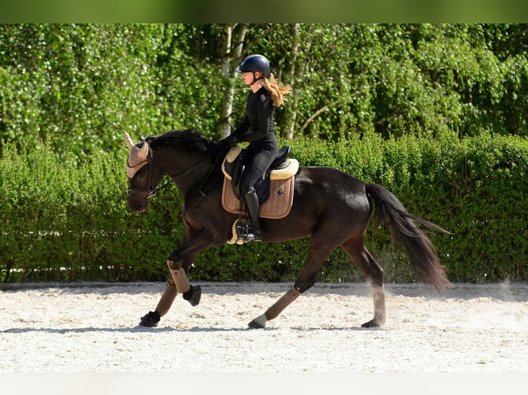 KWPN Stute 4 Jahre 166 cm Rappe in Kicin