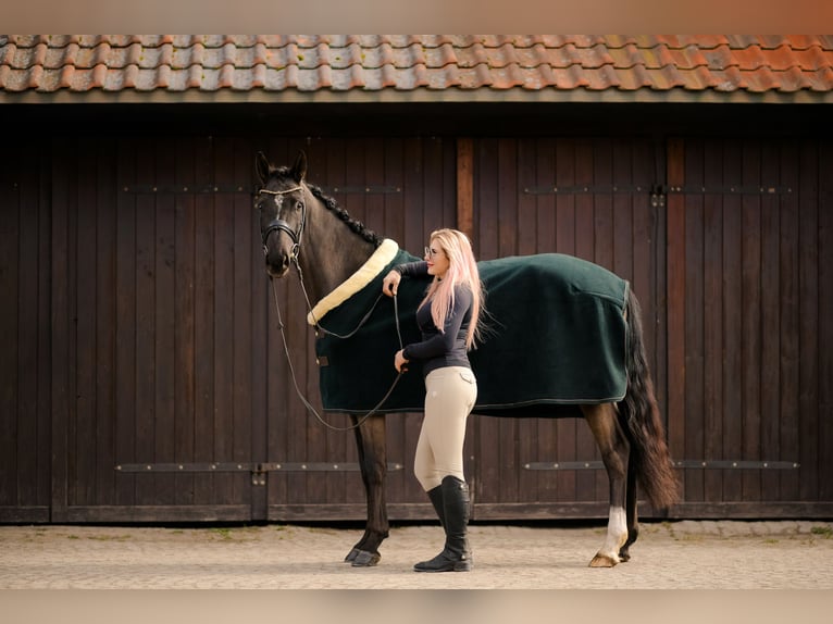 KWPN Stute 4 Jahre 166 cm Rappe in Kicin