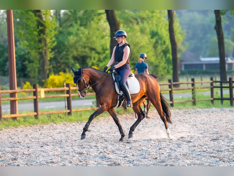KWPN Stute 4 Jahre 167 cm Brauner in Hardenberg
